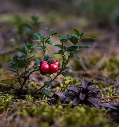 Sukienka z długim rękawem Cranberry 4